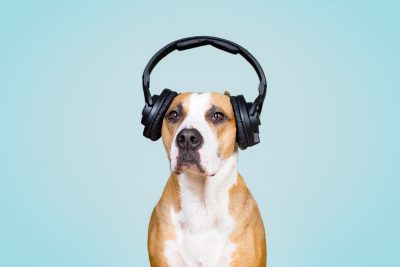 Dog in noise cancelling headphones, blue isolated background.