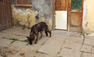 Sequestrati 40 cani e 7 gatti in provincia di Pavia