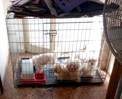 Sequestrati 11 cani a Pavia, dalle Guardie Zoofile OIPA