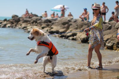 BauWatch; Lo show dei cani bagnini  sulla spiaggia del San Francesco a  Caorle 