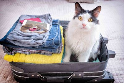 Vacanze estive: casa dolce casa per il 62% dei gatti