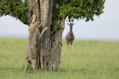 ©-Leslie-McLeod-Hide-and-seek.-Nikon-Comedy-Wildlife-Awards-2024