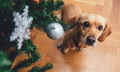 Cane Natale