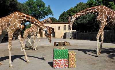 GIRAFFE e il NATALE