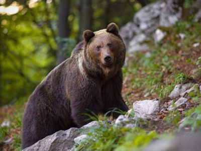 orso m91