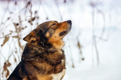 cane nella neve