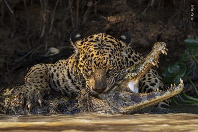 ©-Ian-Ford-Menzione-donore-Wildlife-Photographer-of-the-Year-2024