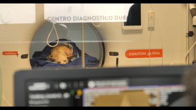 Altri animali Guido Votano