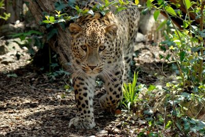 Massimiliano Di Giovanni – archivio Bioparco