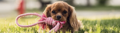 [CAMPEGGI.COM] Pet Friendly - pineto (1)