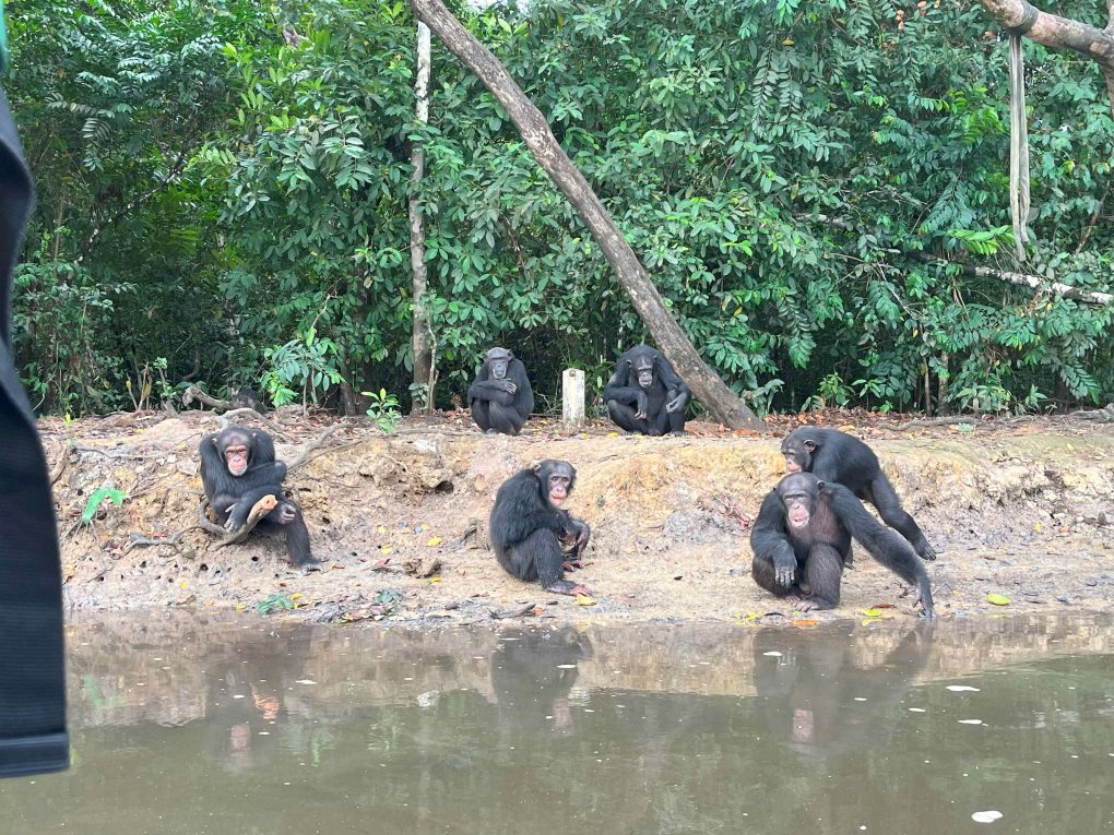 Noti esperti di primati hanno aiutato Humane World for Animals a trasferire gli scimpanzé salvati da un laboratorio in Liberia per consentire un ambizioso ampliamento del santuario in cui vivono