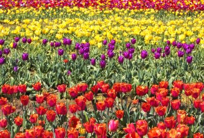 Colorful Tulip Flowers Farm