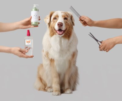 Australian Shepherd dog and groomers with pet accessories on lig