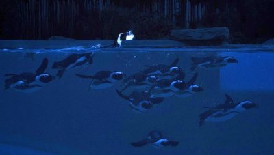 Pinguini Bioparco