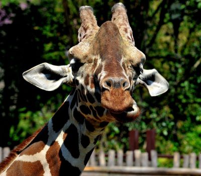 giraffa reticolata