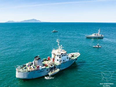 sea eagle with guardia di finanza