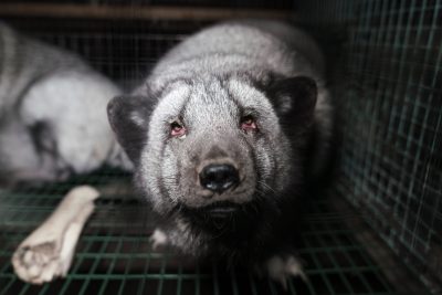 Arctic foxes on fur farms in Finland Oct 2021