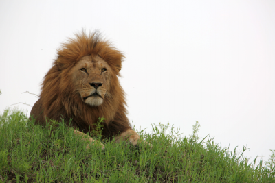Cecil