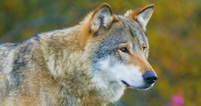 close-up-of-beautiful-grey-wolf-standing-in-the-forest-observing-