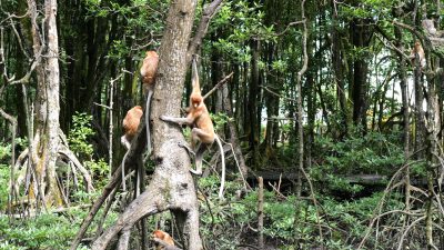 female-proboscis-monkey-and-her-baby-climbing-down-on-mangrove-tree-SBI-351466875