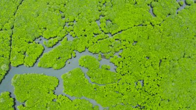 tropical-landscape-with-mangrove-forest-in-wetland-from-above-on-siargao-island-philip-SBI-351501370