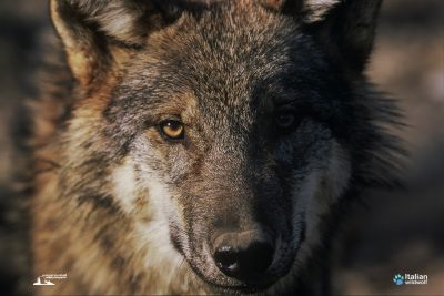 lupo