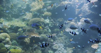 underwater
