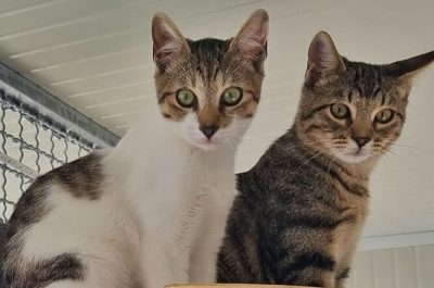rifugio gatti LNDC