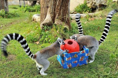 NATALE con i lemuri catta alb (2)