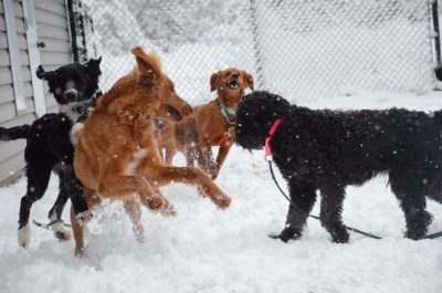 Humane World for Animals Canada