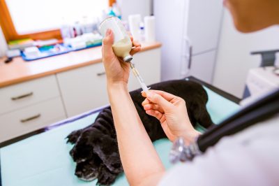 Condannato a 4 anni e 2 mesi il veterinario Mauro Guerra