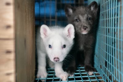 Finland Fur Farm Investigation