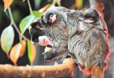 tamarini imperatore Massimiliano Di Giovanni – archivio Bioparco