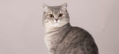 gatto Grigio