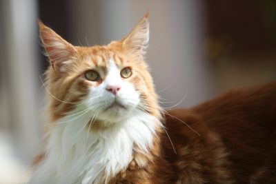 Gatto Rosso