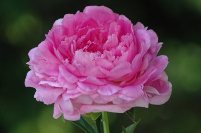 Peonia vivd rose 09  - 100
