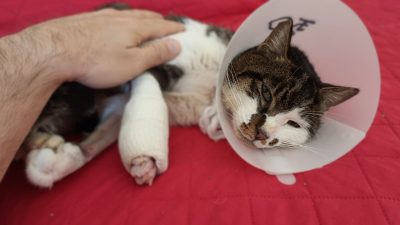 Rosi sul divano di Pierluigi, il volontario LNDC Animal Protection che l'ha adottata