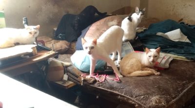 Animal-Heroes-Venezuela-Aardbeving-Dieren-redding-2