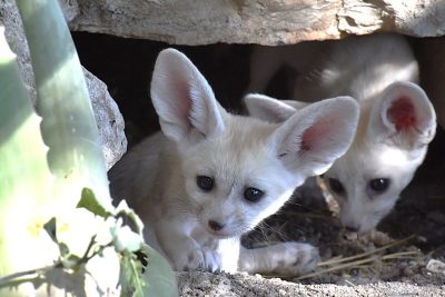 Fennec Massimiliano Di Giovanni – archivio Bioparco