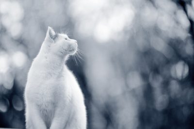 Fat cat
