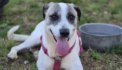 PFD cane enpa